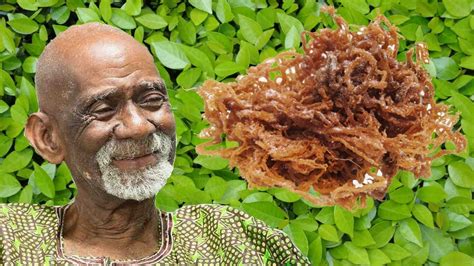 maya dr sebi|dr sebi approved sea moss.